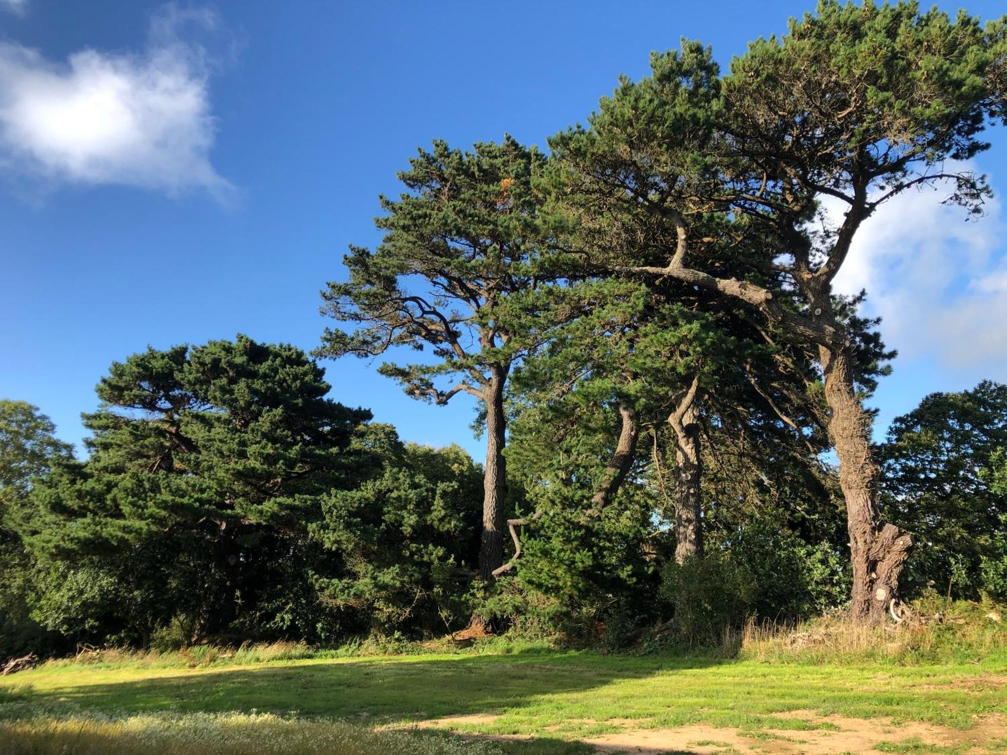 Les Ecolodges Sous Le Phare Louannec Bagian luar foto